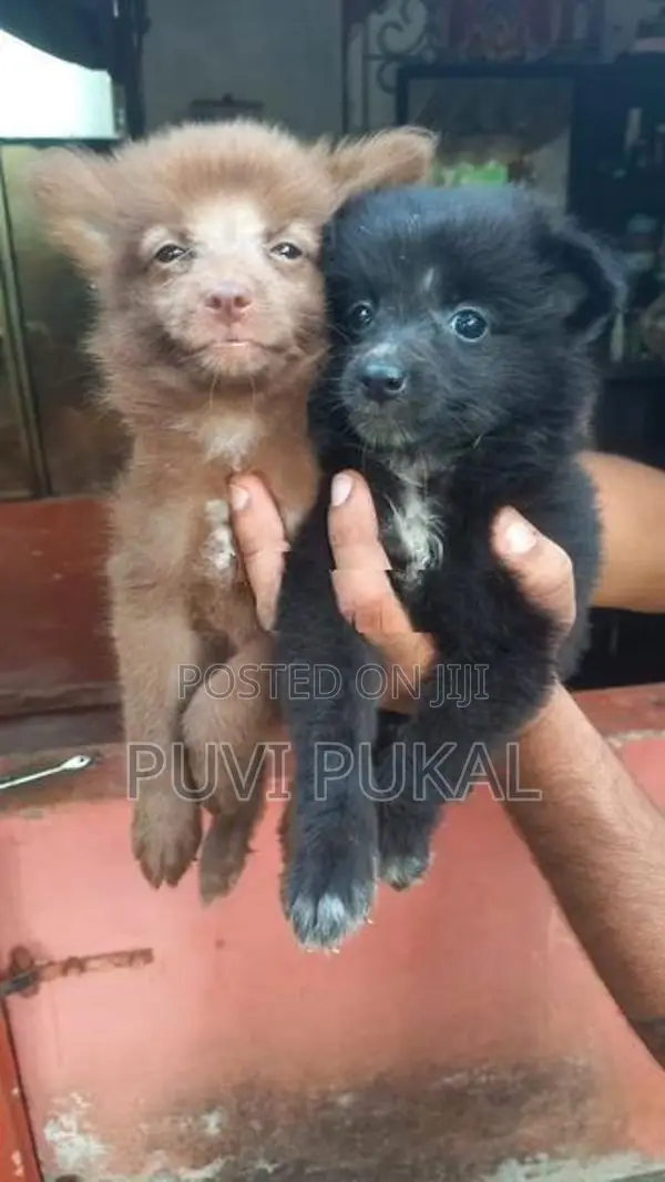 Lion Pomeranian Puppies