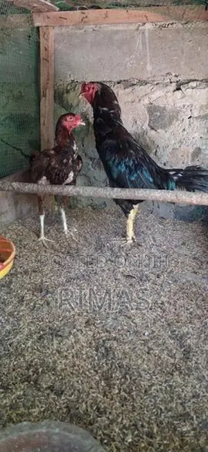 Rooster