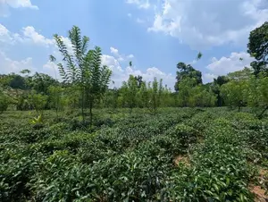 Land for Sale Padukka Town