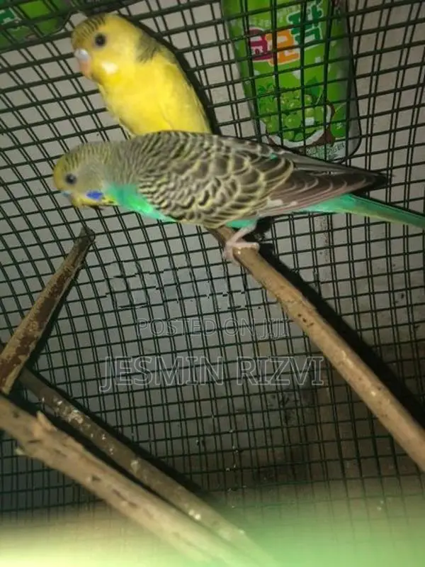 Love Birds