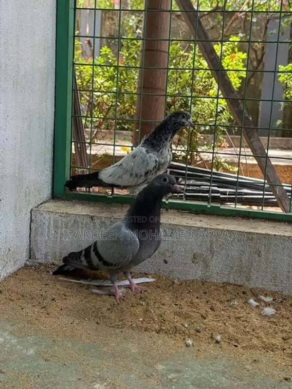 Pigeon