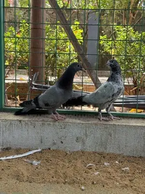 Pigeon