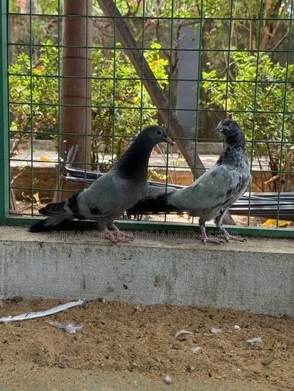 Pigeon