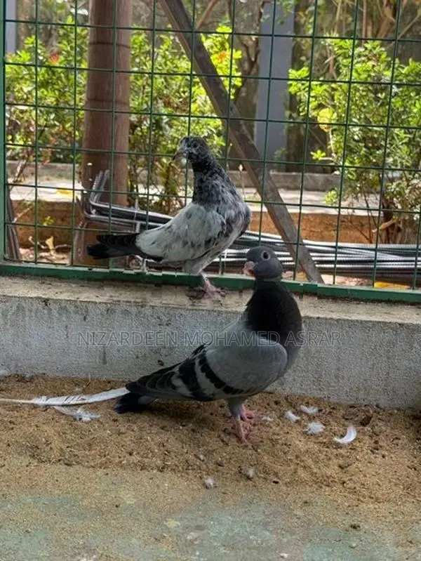 Pigeon