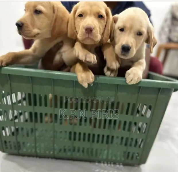 Labrador Puppys
