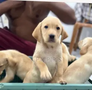 Labrador Puppys