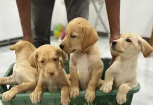Labrador Puppys