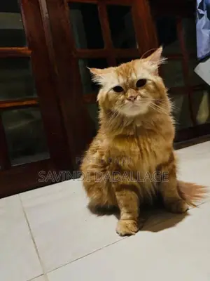Persian Cats