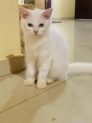 Persian Cats