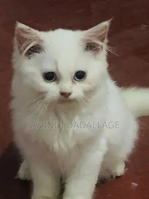 Persian Cats