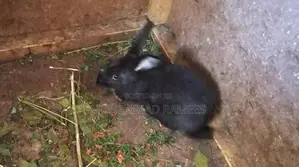 Rabbit