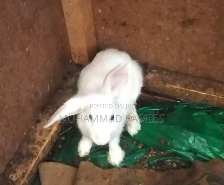 Rabbit