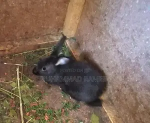 Rabbit