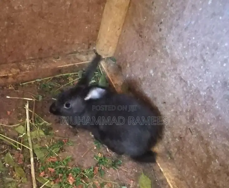Rabbit