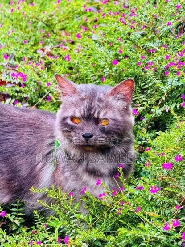 Persian Cat