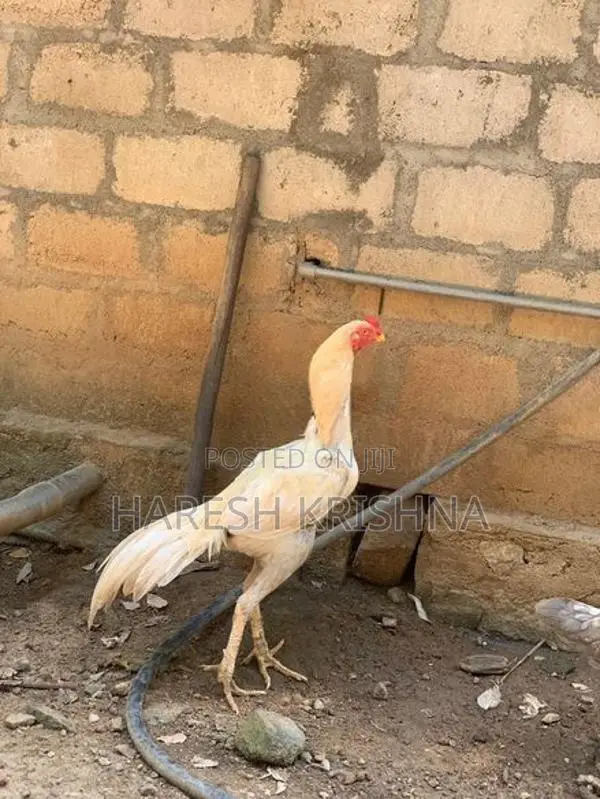 Rooster