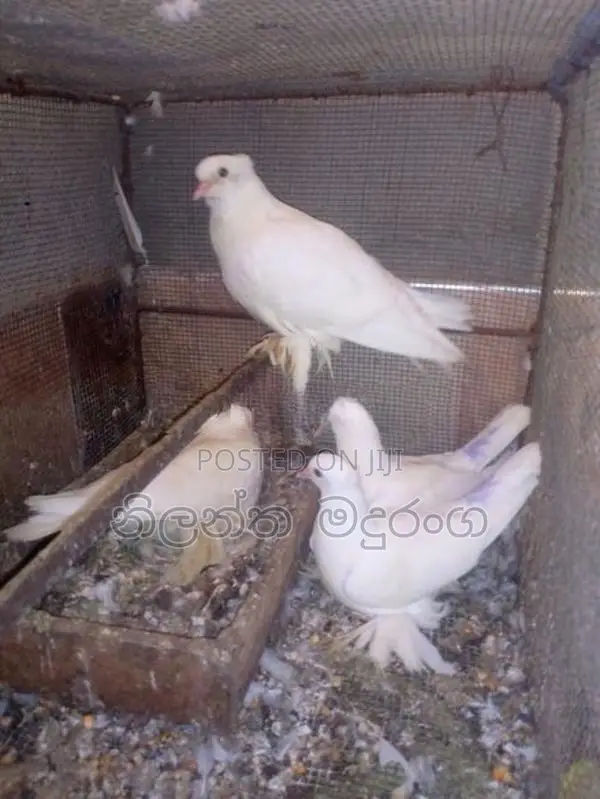 Pigeon