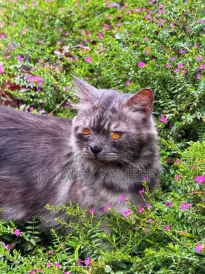 Persian Cat