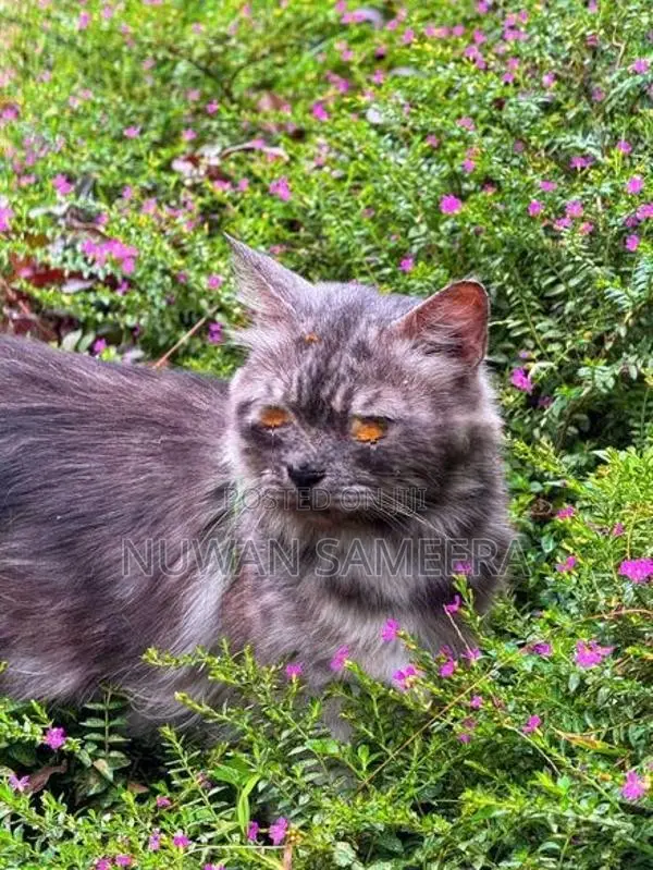 Persian Cat