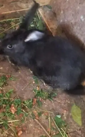 Rabbits