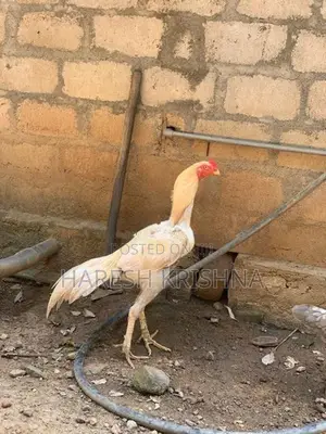 Rooster