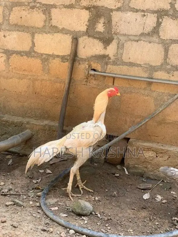 Rooster