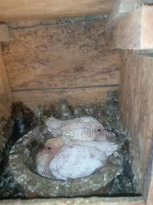 Pigeon