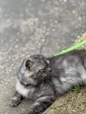 Persian Cat