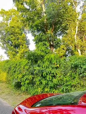 Land for Sale in Ekala