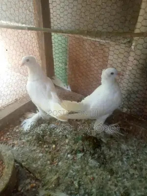 Pigeon