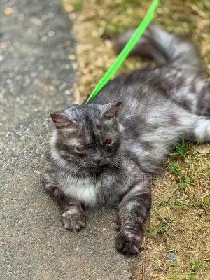 Persian Cat