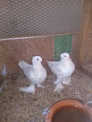 Pigeon