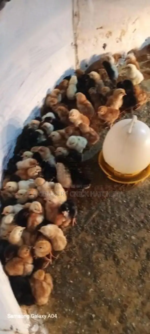 කිකිලි පැටවු