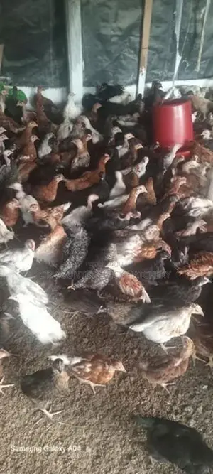 Village Chicks