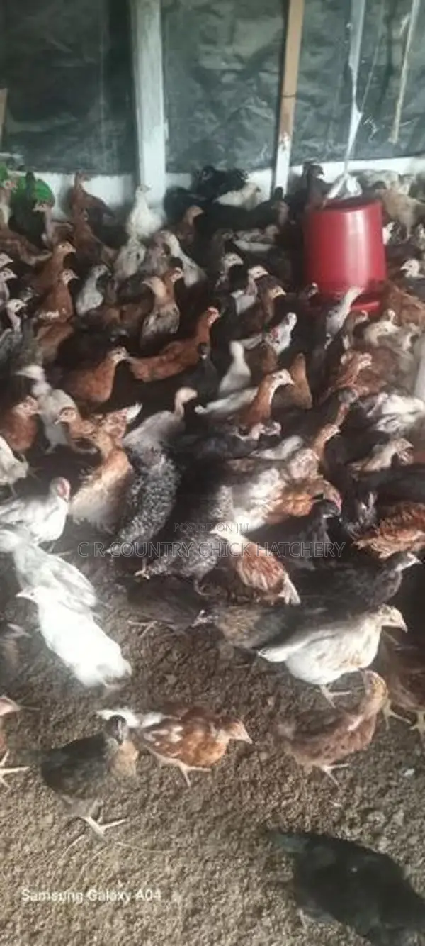 Village Chicks