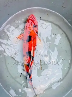 Koi Fish