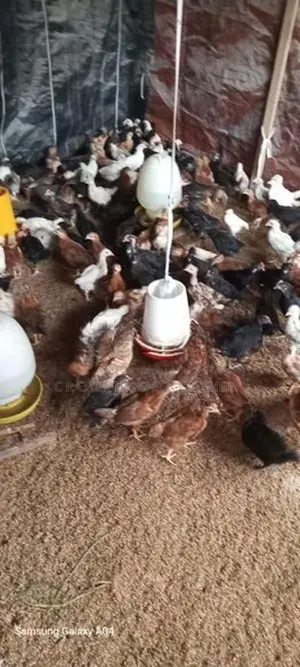 ගම් කිකිලි පැටවු