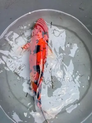 Koi Fish