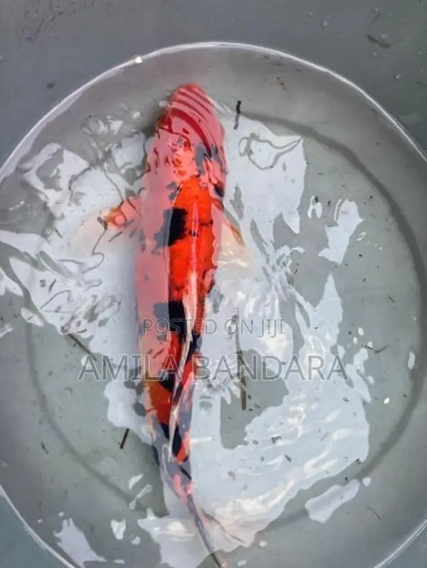 Koi Fish