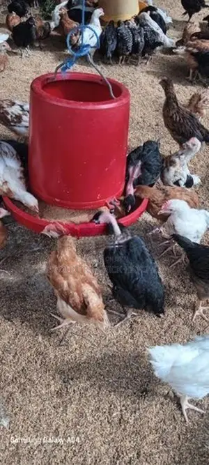 කිකිලි පැටවු
