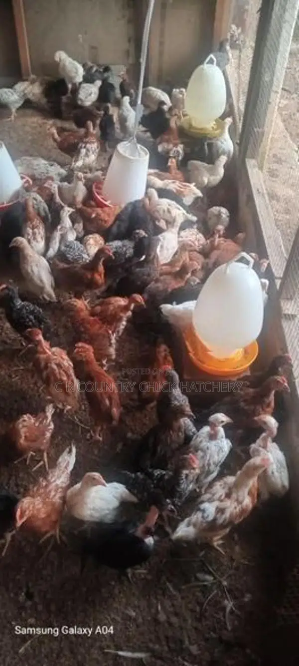 Village Chicks