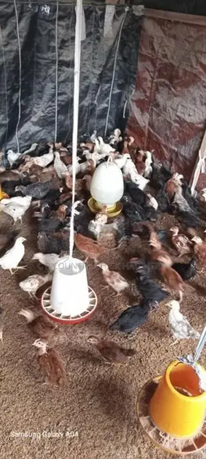 ගම් කිකිලි පැටවු