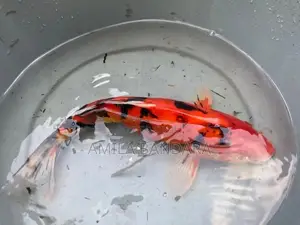 Koi Fish