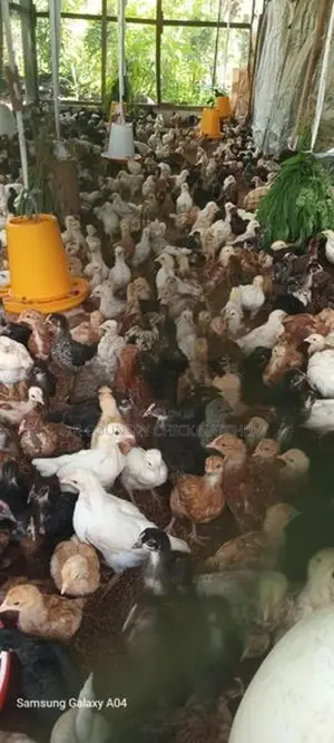 කිකිලි පැටවු