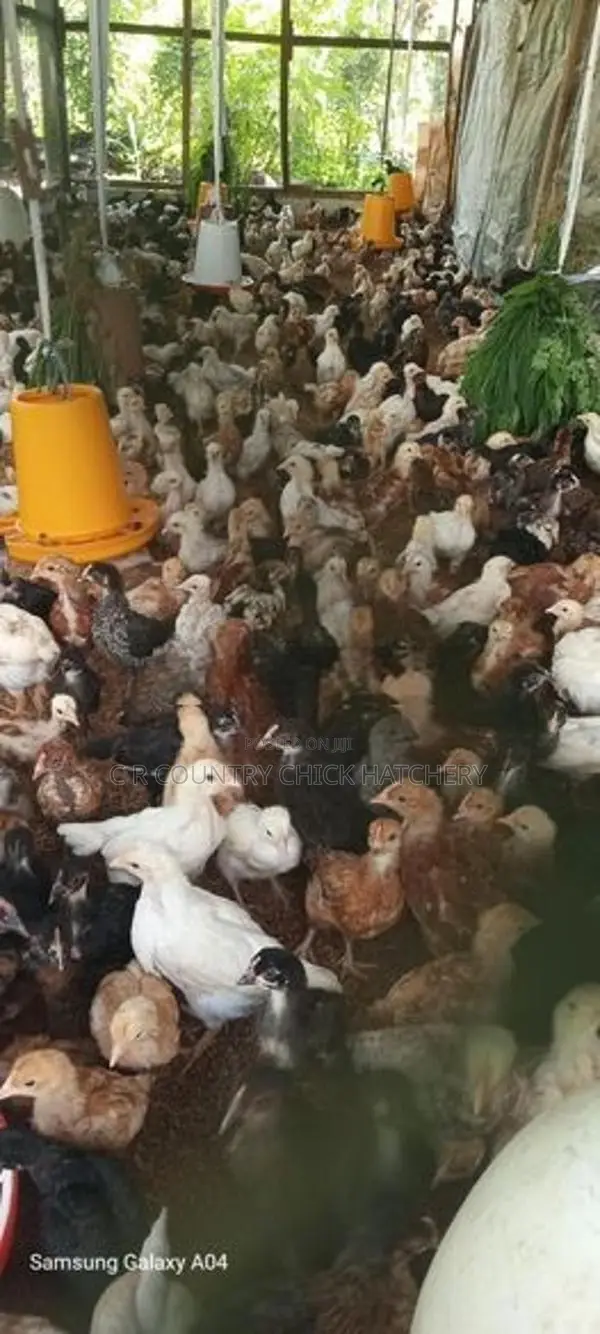 කිකිලි පැටවු