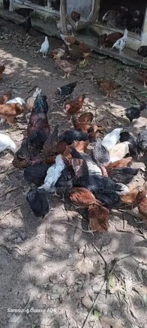 Village Chicks