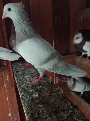 Pigeons