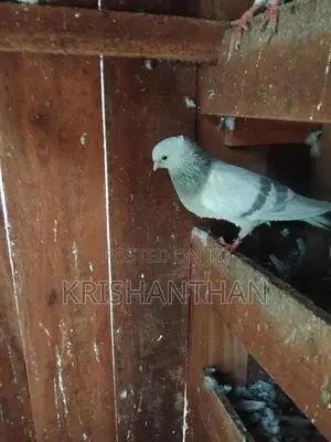 Pigeons