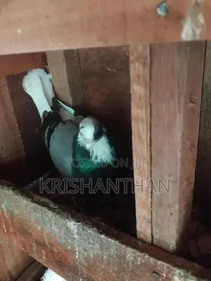 Pigeons