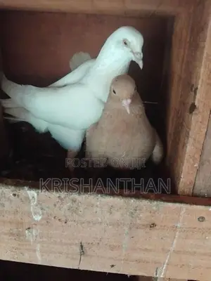 Pigeons